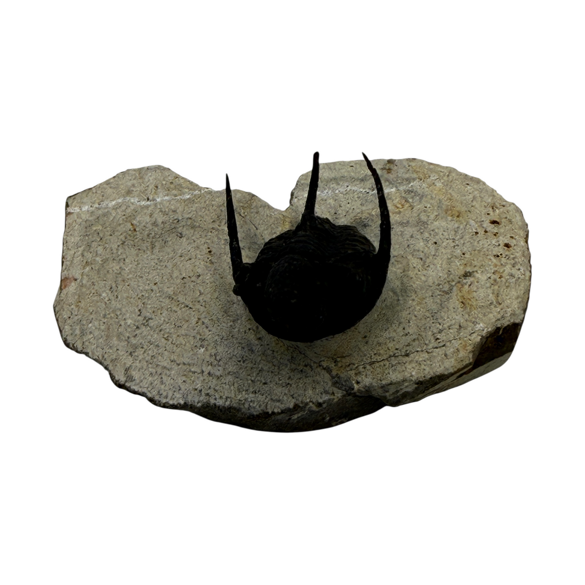Cyphaspis Trilobite