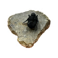 Cyphaspis Trilobite (1" on 3 X 2.5" Matrix)