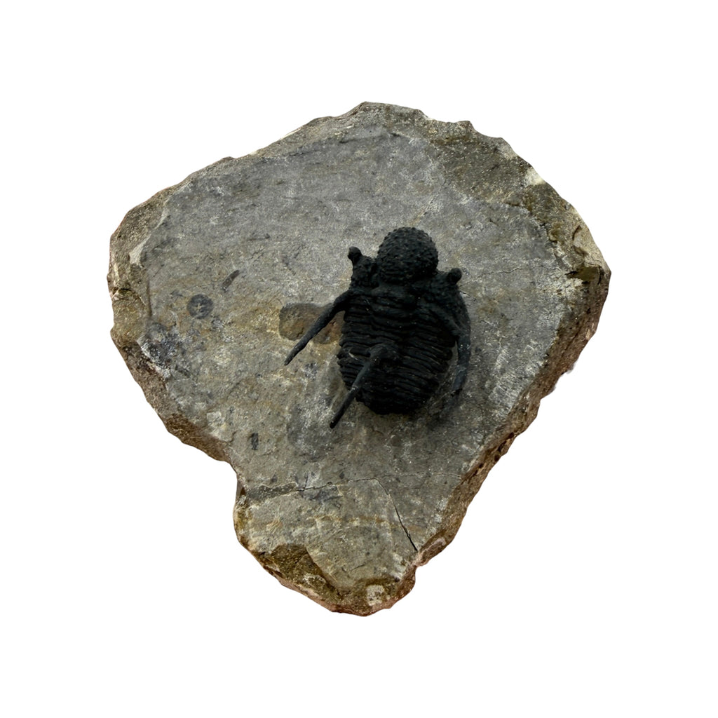 Cyphaspis Trilobite (1" on 3 X 2.5" Matrix)
