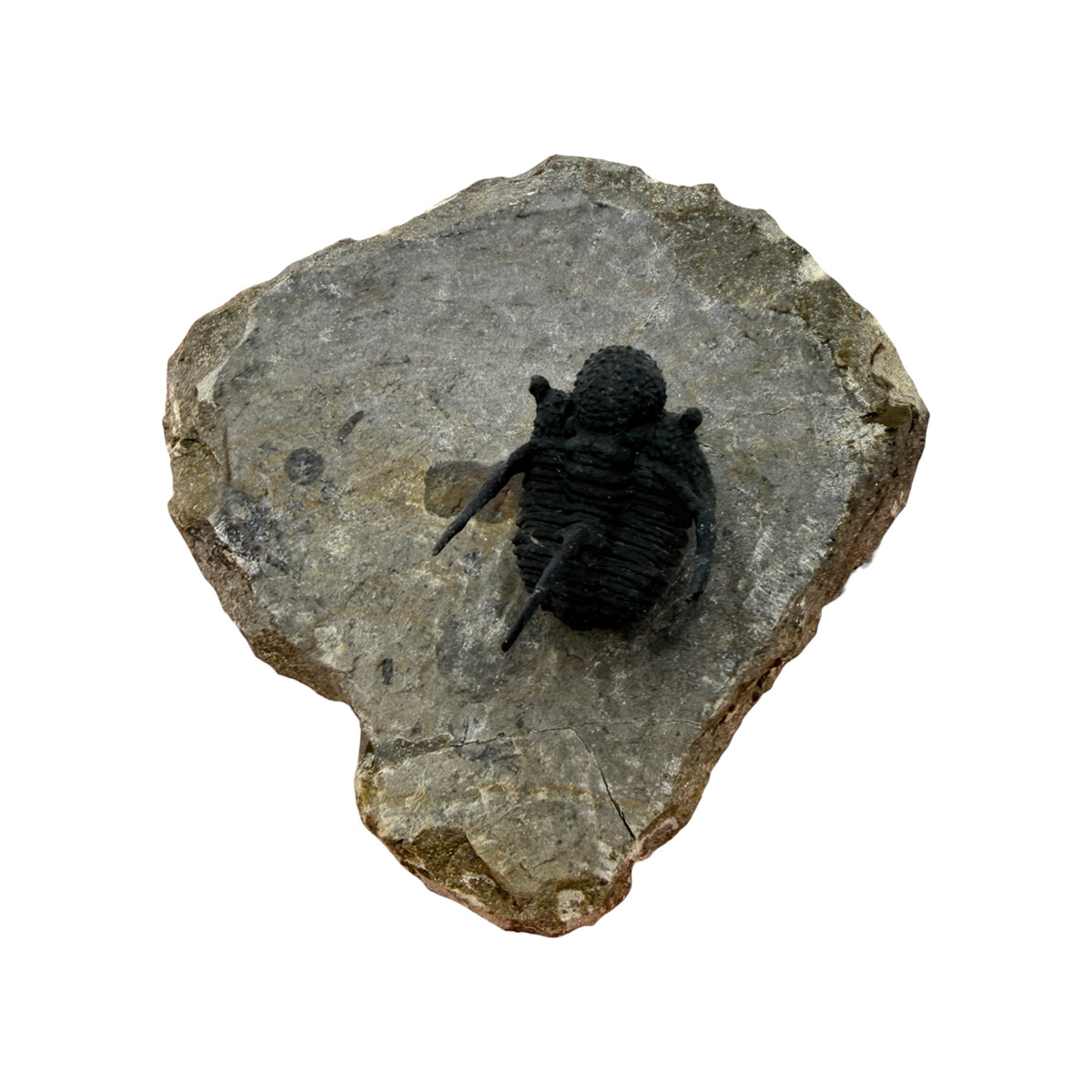 Cyphaspis Trilobite (1" on 3 X 2.5" Matrix)