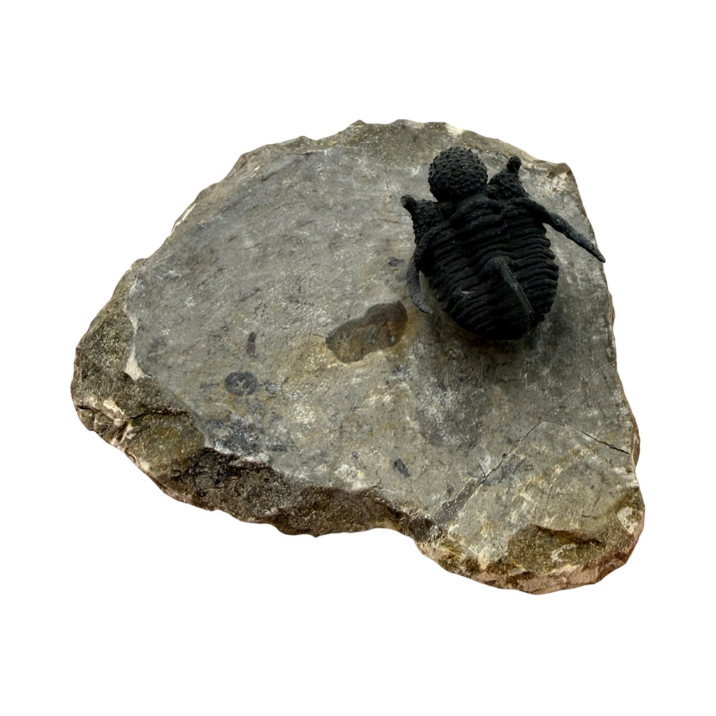 Cyphaspis Trilobite (1" on 3 X 2.5" Matrix)