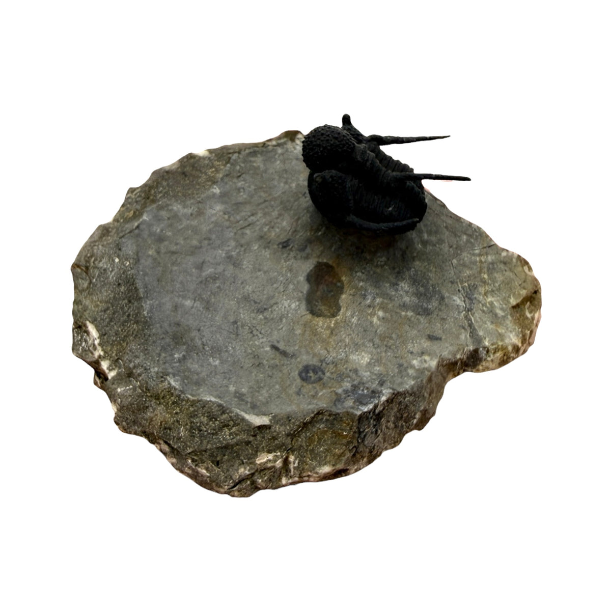 Cyphaspis Trilobite (1" on 3 X 2.5" Matrix)