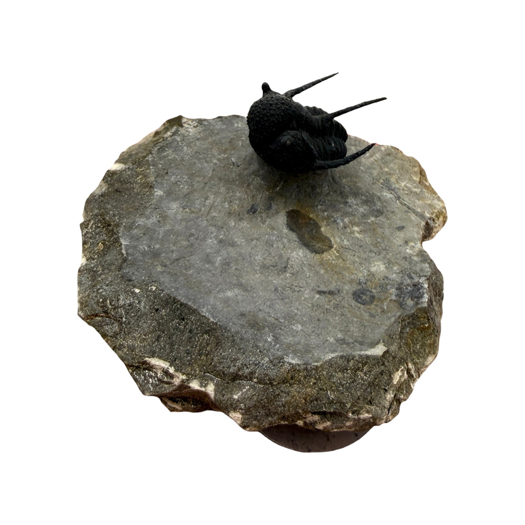 Cyphaspis Trilobite (1" on 3 X 2.5" Matrix)