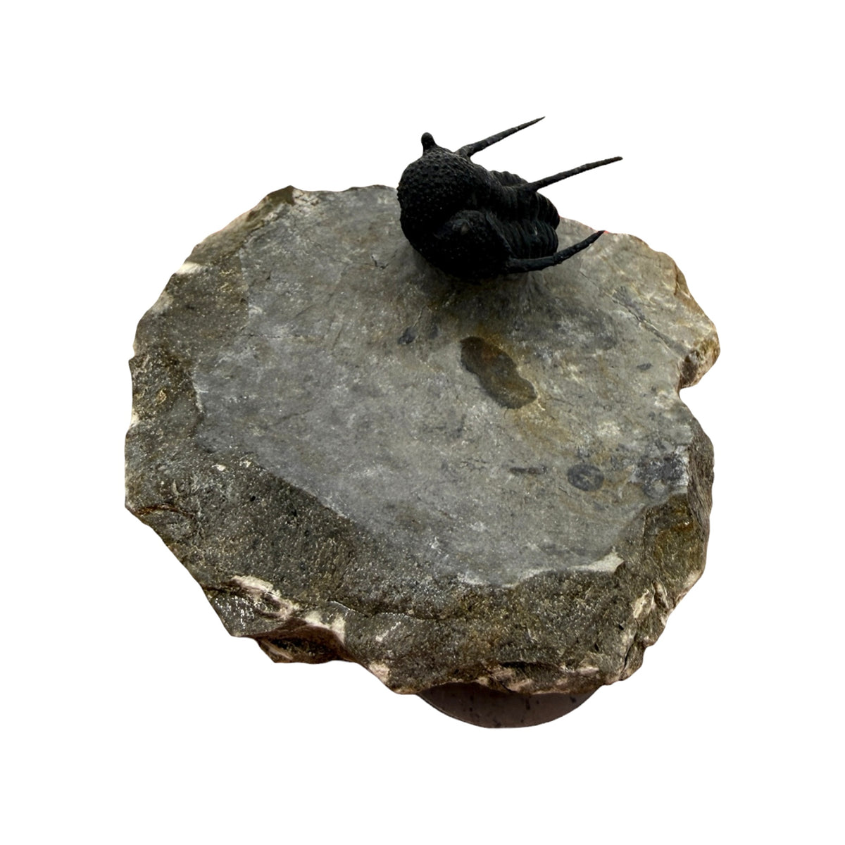 Cyphaspis Trilobite (1" on 3 X 2.5" Matrix)