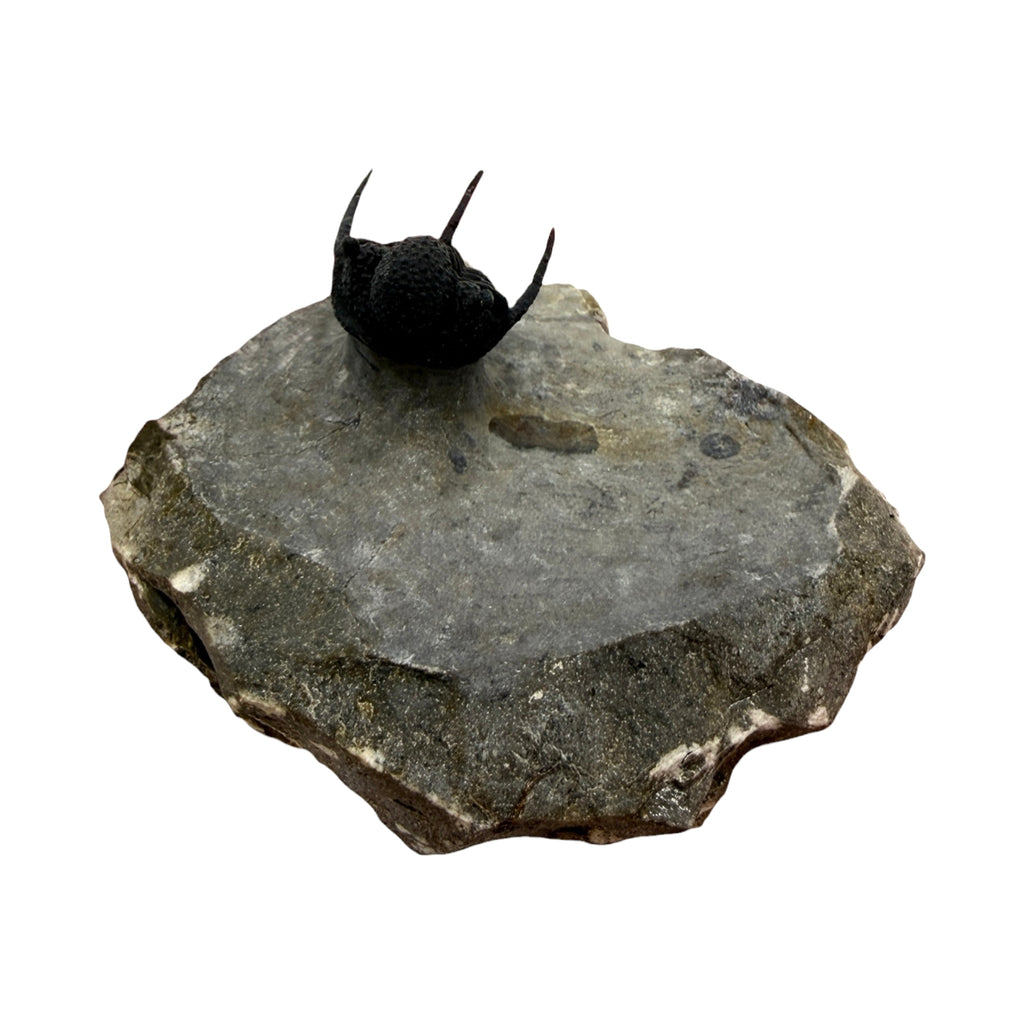 Cyphaspis Trilobite (1" on 3 X 2.5" Matrix)