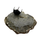 Cyphaspis Trilobite (1" on 3 X 2.5" Matrix)