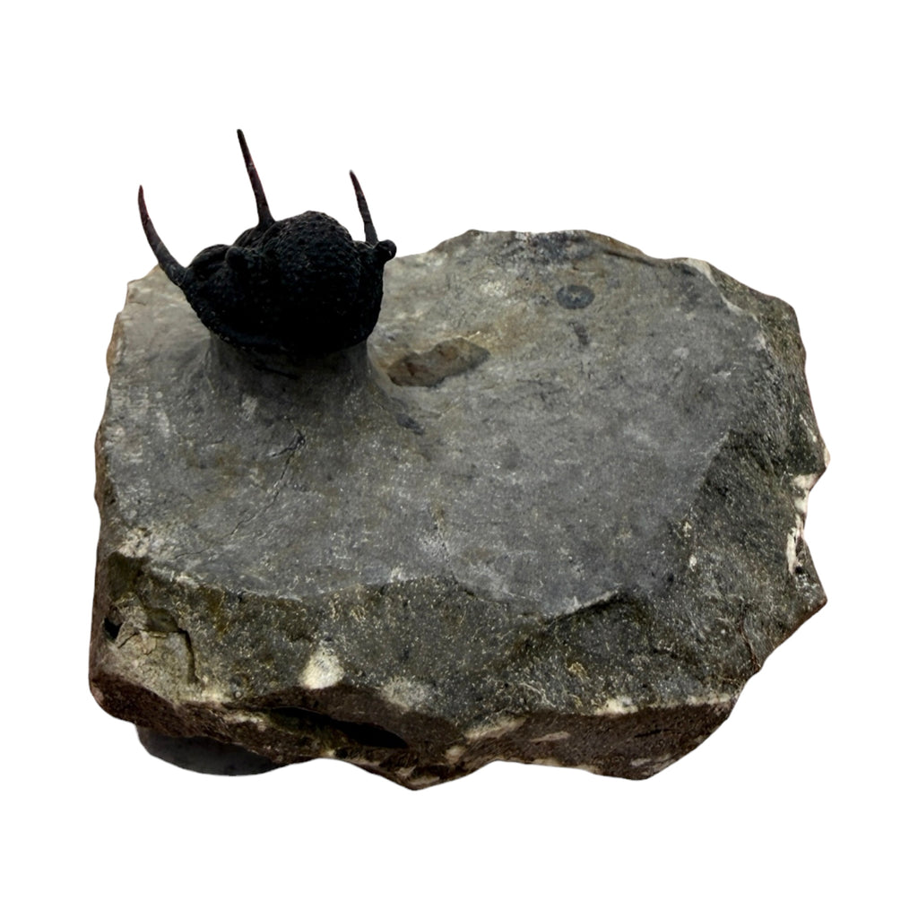 Cyphaspis Trilobite (1" on 3 X 2.5" Matrix)