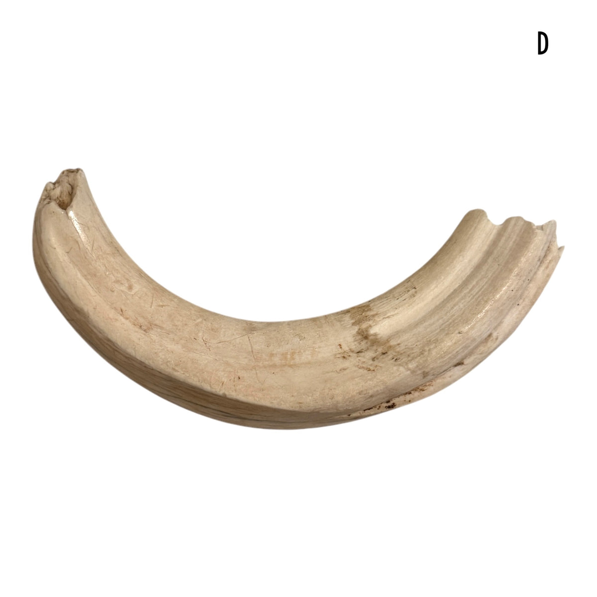 Warthog Tusk