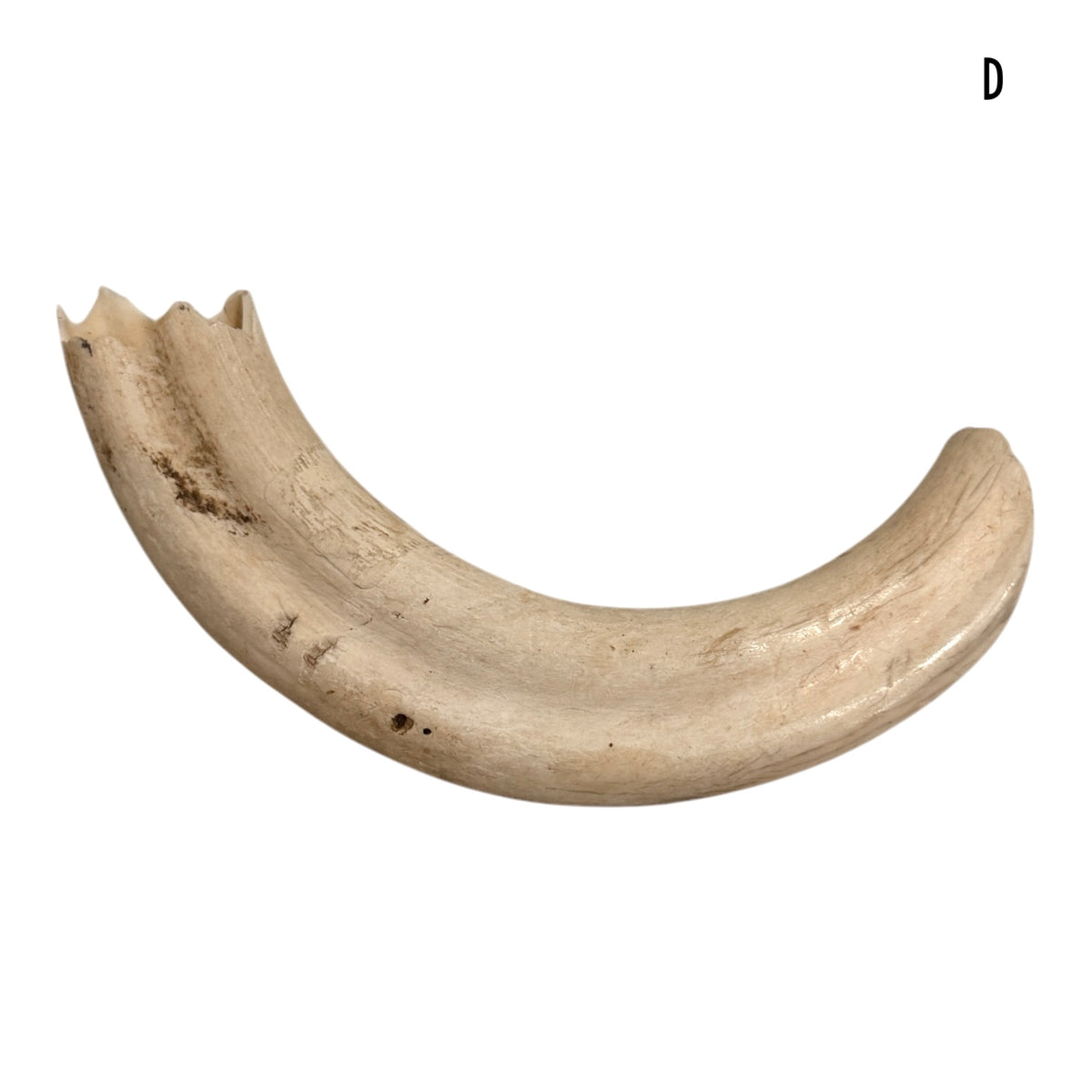 Warthog Tusk