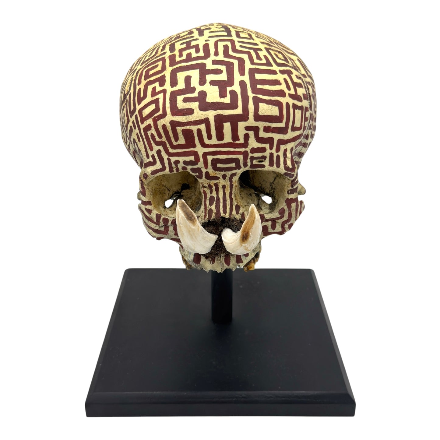 Dayak Tusk Skull