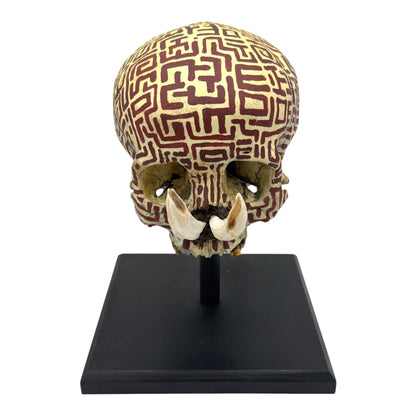 Dayak Tusk Skull