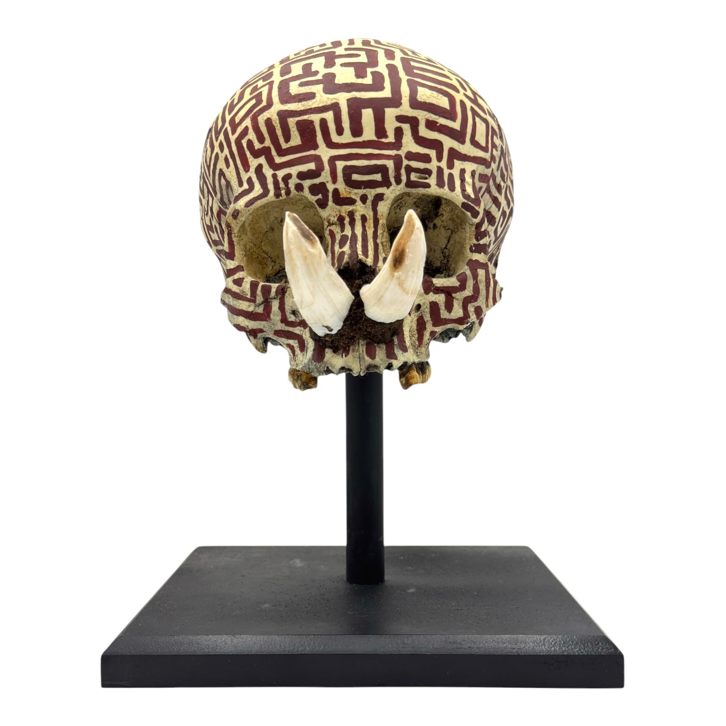 Dayak Tusk Skull