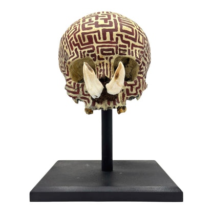 Dayak Tusk Skull
