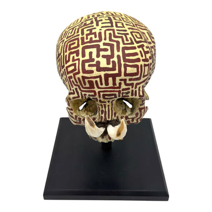 Dayak Tusk Skull