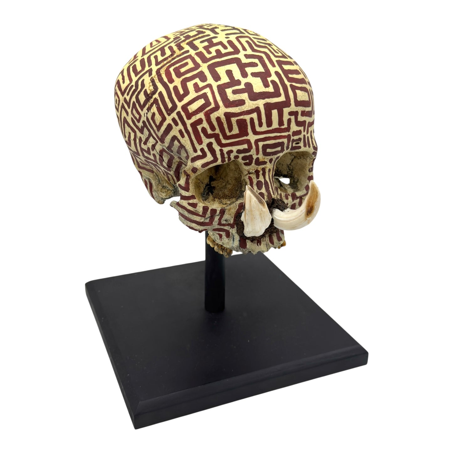 Dayak Tusk Skull