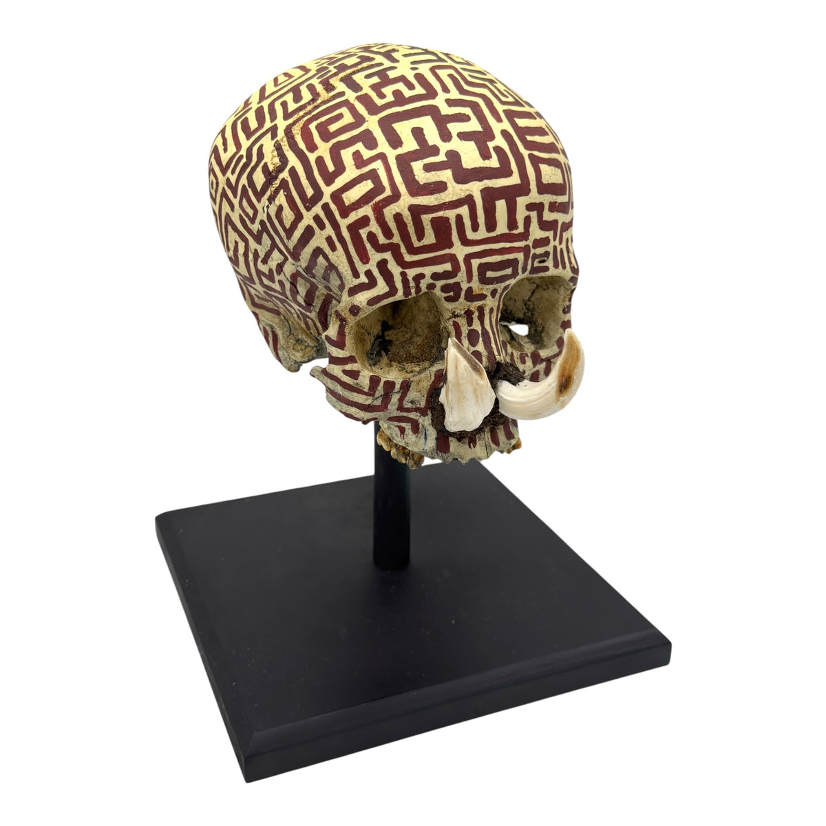 Dayak Tusk Skull