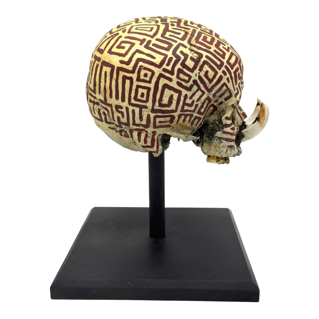 Dayak Tusk Skull