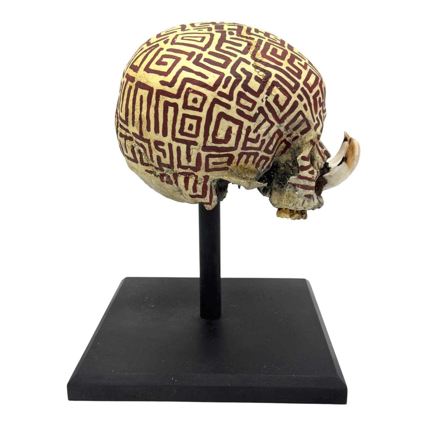 Dayak Tusk Skull