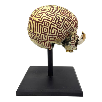 Dayak Tusk Skull