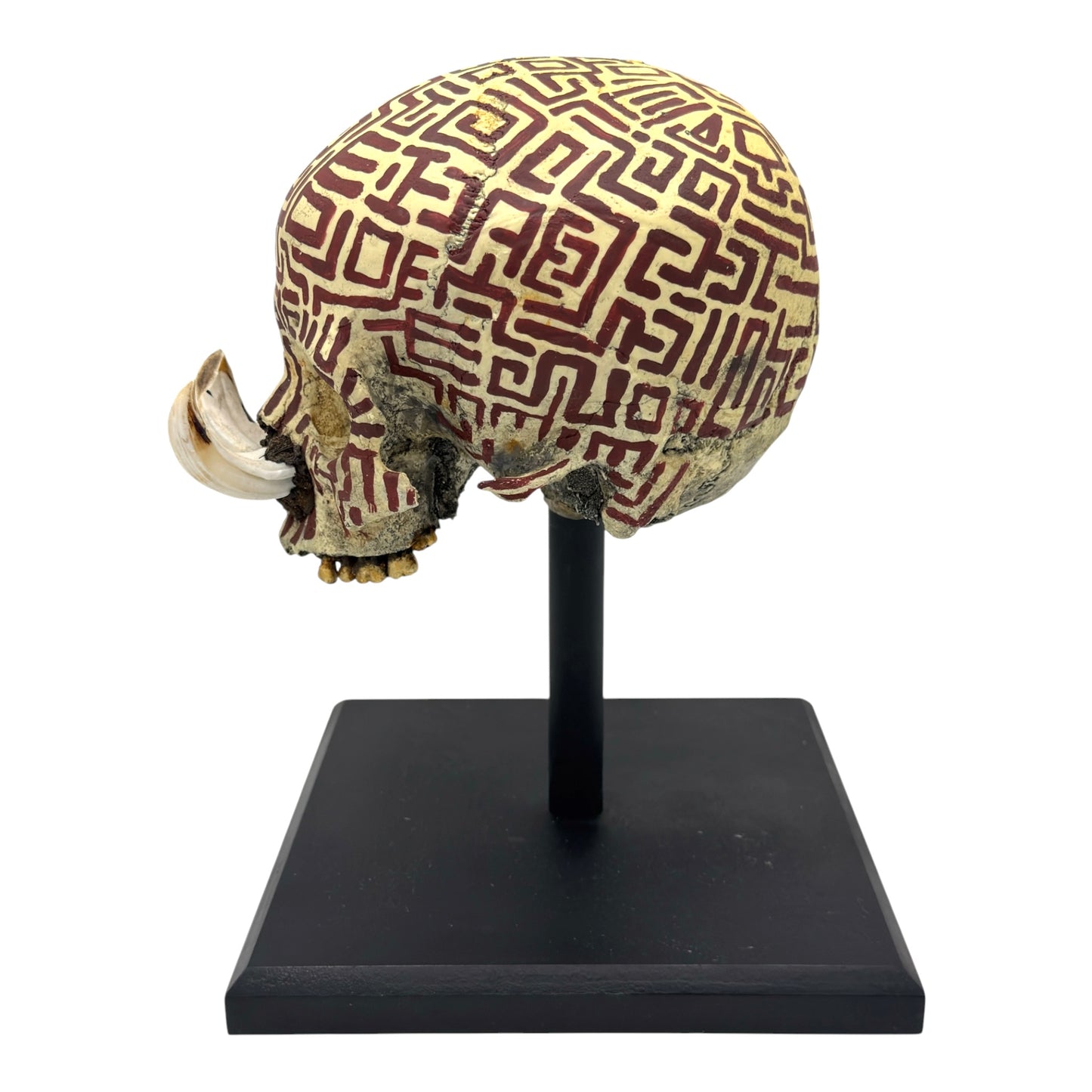 Dayak Tusk Skull