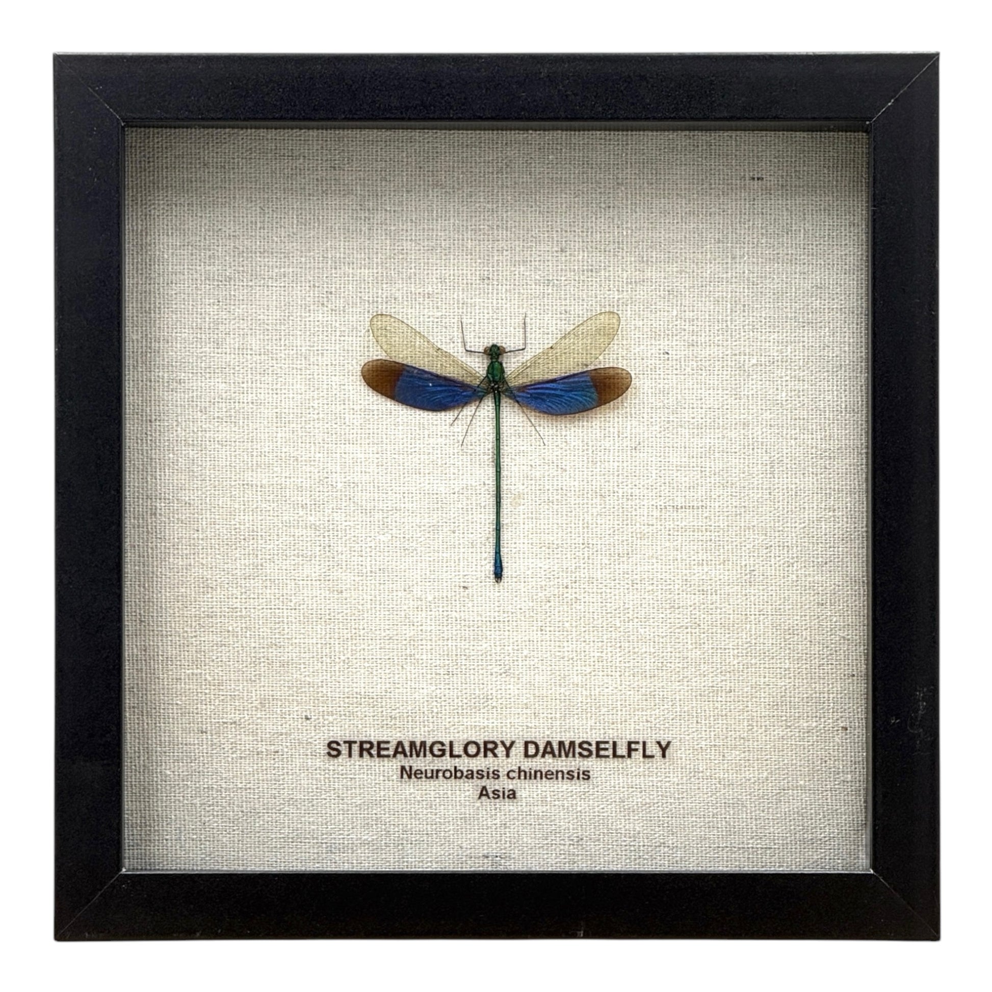 3 Large Cicadas Display Deep Shadow Box Frame Case Beetle Insect Bug Taxidermy E - Foto 13