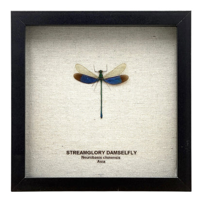 Stream Glory Damselfly