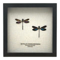 Metallic Gossamer Wing Damselfly