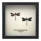 Metallic Gossamer Wing Damselfly