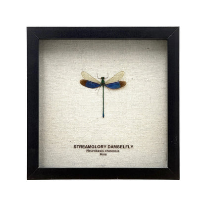 Stream Glory Damselfly