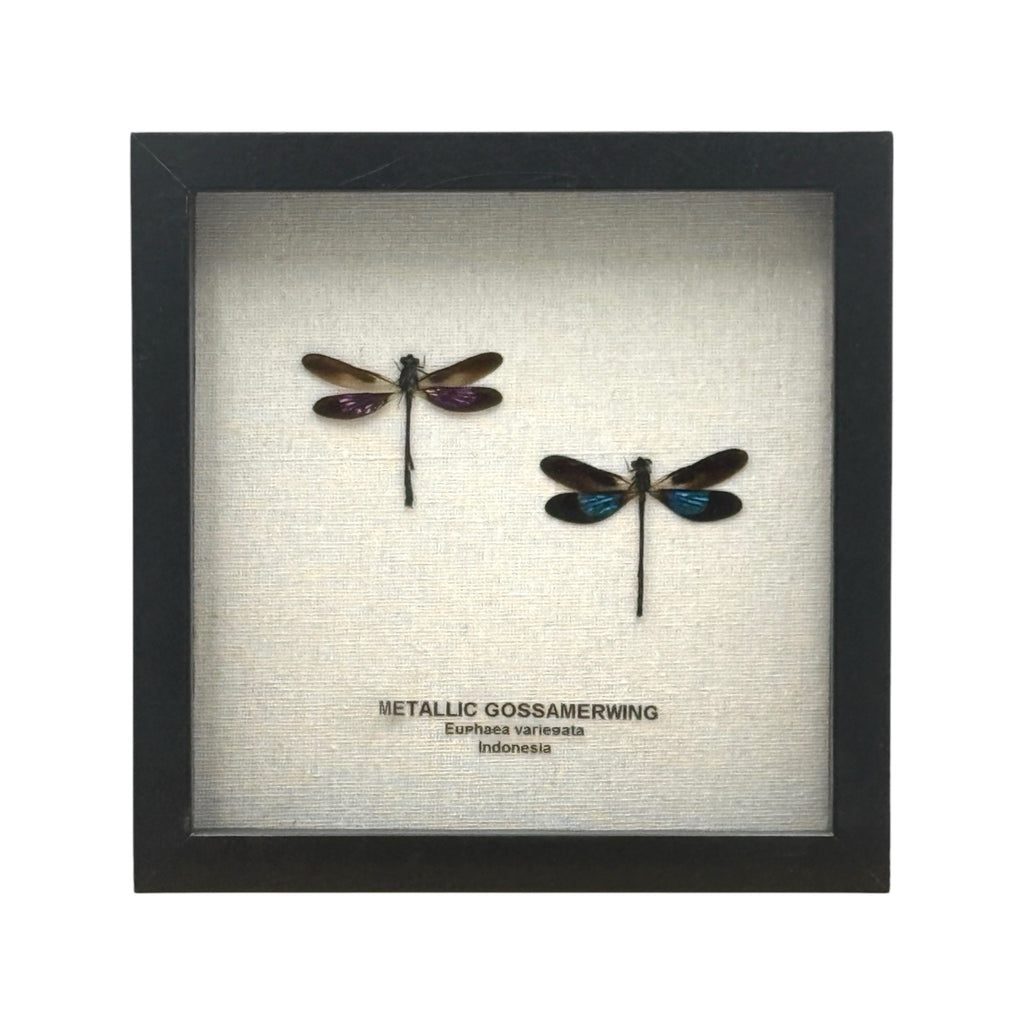 Metallic Gossamer Wing Damselfly