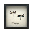 Metallic Gossamer Wing Damselfly