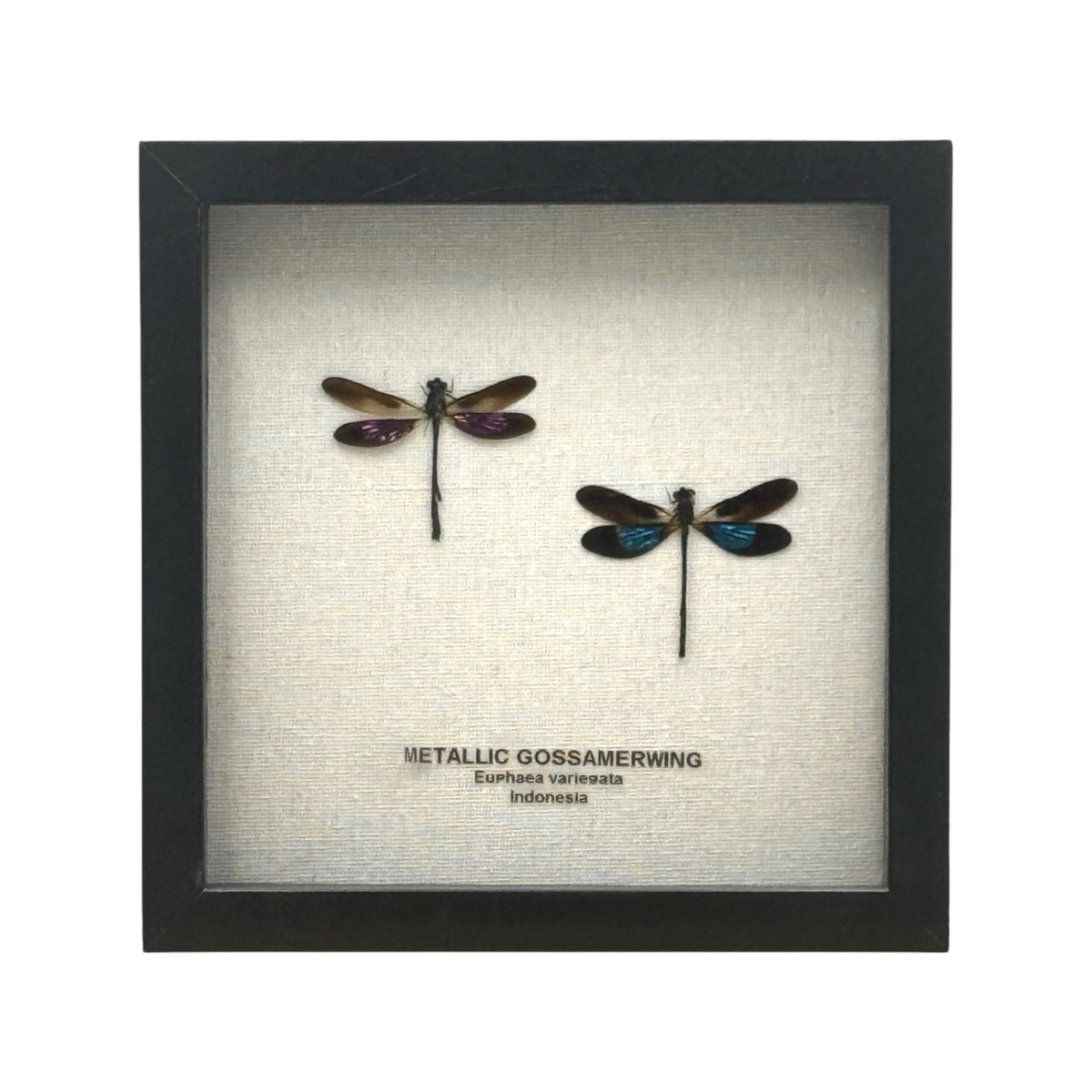 Metallic Gossamer Wing Damselfly
