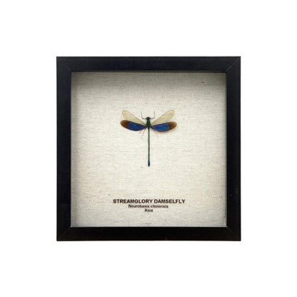 Stream Glory Damselfly