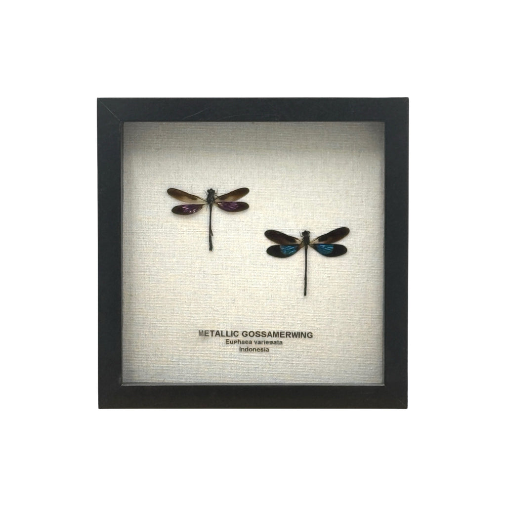 Metallic Gossamer Wing Damselfly