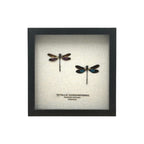 Metallic Gossamer Wing Damselfly