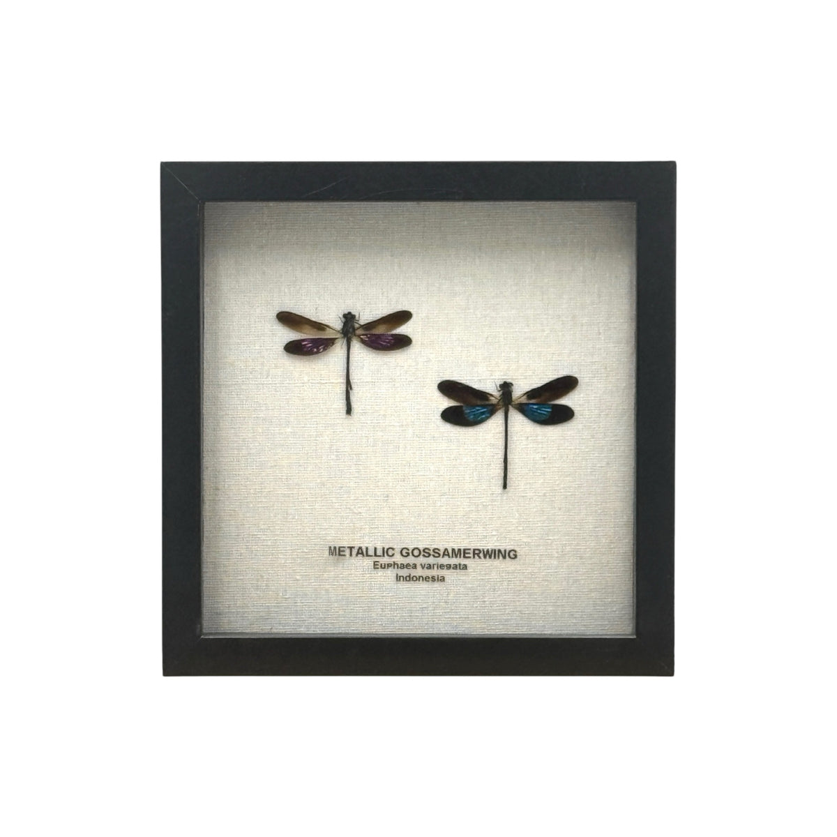 Metallic Gossamer Wing Damselfly