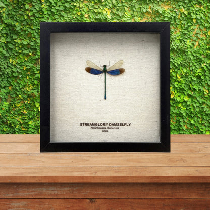 Stream Glory Damselfly
