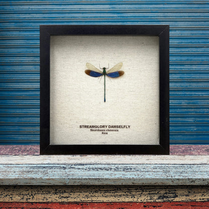 Stream Glory Damselfly