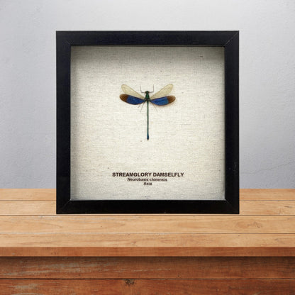 Stream Glory Damselfly
