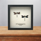 Metallic Gossamer Wing Damselfly