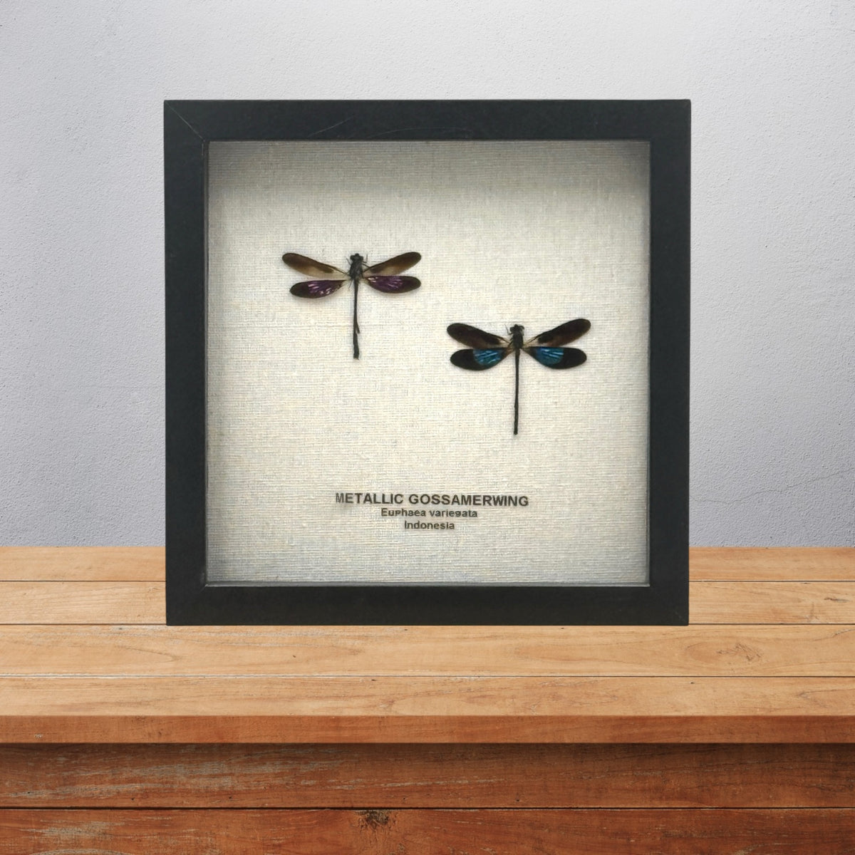 Metallic Gossamer Wing Damselfly