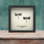 Metallic Gossamer Wing Damselfly