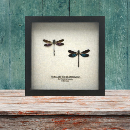 Metallic Gossamer Wing Damselfly