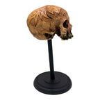 Dayak Motif Skull