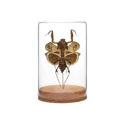Dead Leaf Mantis Globe