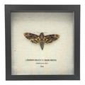 Lesser Death's Head Hawkmoth
