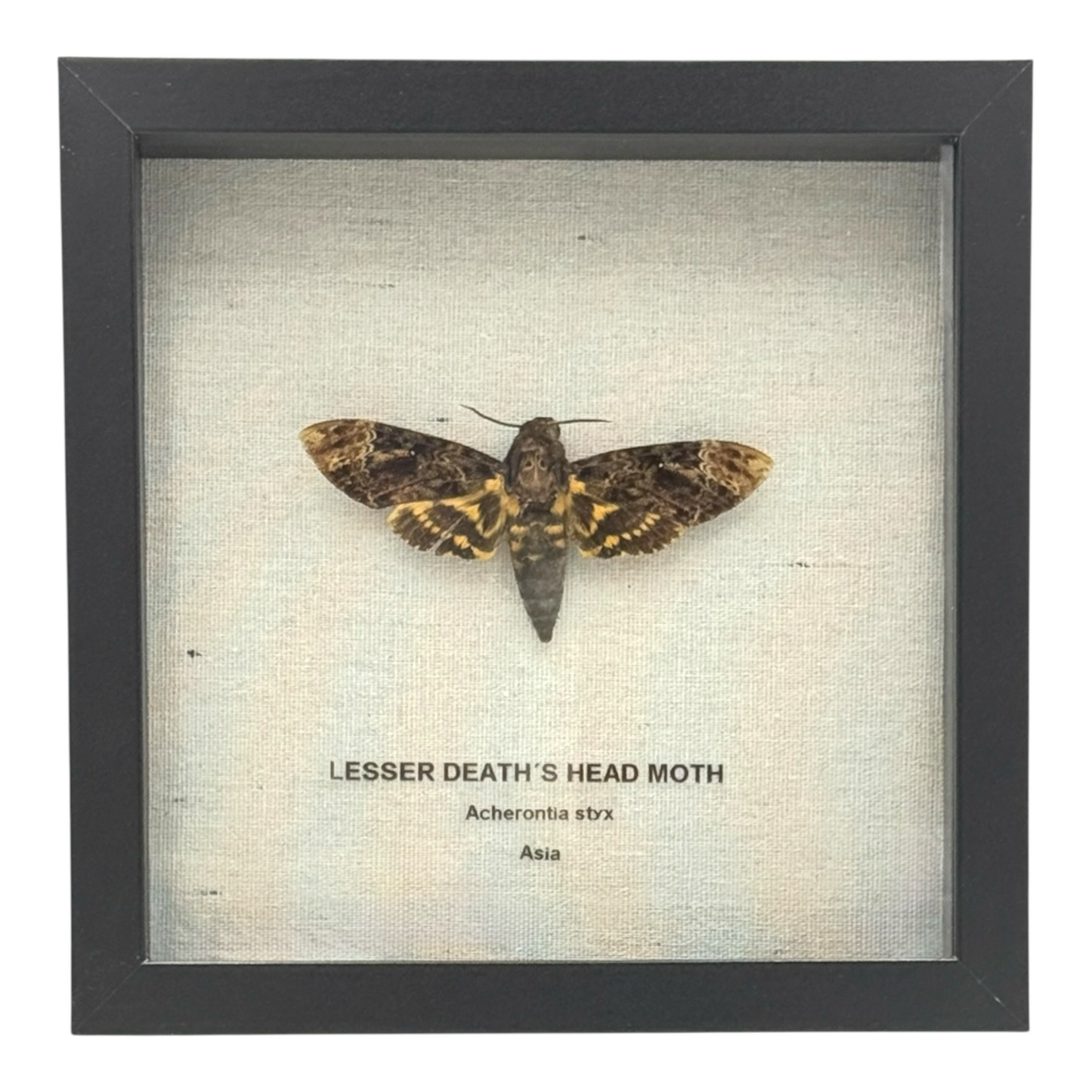Lesser Death's Head Hawkmoth