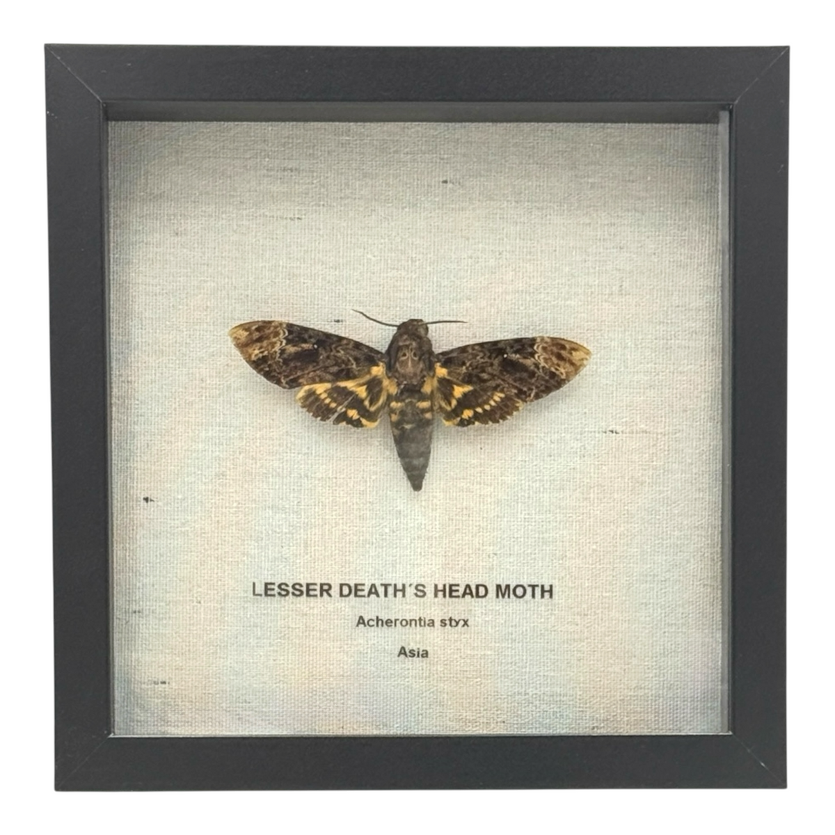 Lesser Death's Head Hawkmoth
