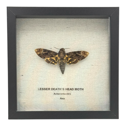 Lesser Death's Head Hawkmoth