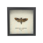 Lesser Death's Head Hawkmoth